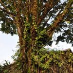 tree-costa-rica
