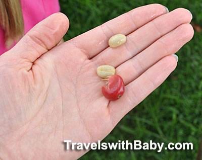 costa-rica-coffee-cherry Coffee beans squeezed out of a coffee "cherry" at Doka Coffee Estate