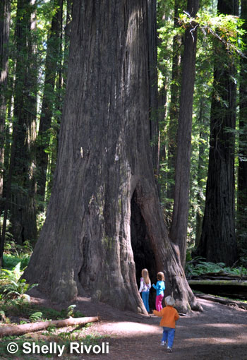Humbolt Redwoods State Park
