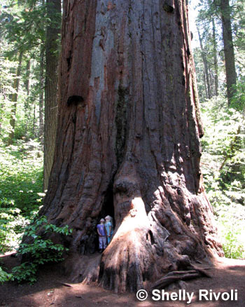 Calaveras Big Trees State Park