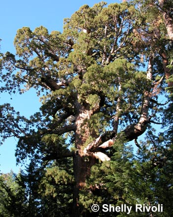 Grizzly Giant sequoia at Yosemite