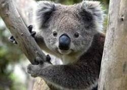 A koala bear in Featherdale wildlife park in Sydney, Australia.